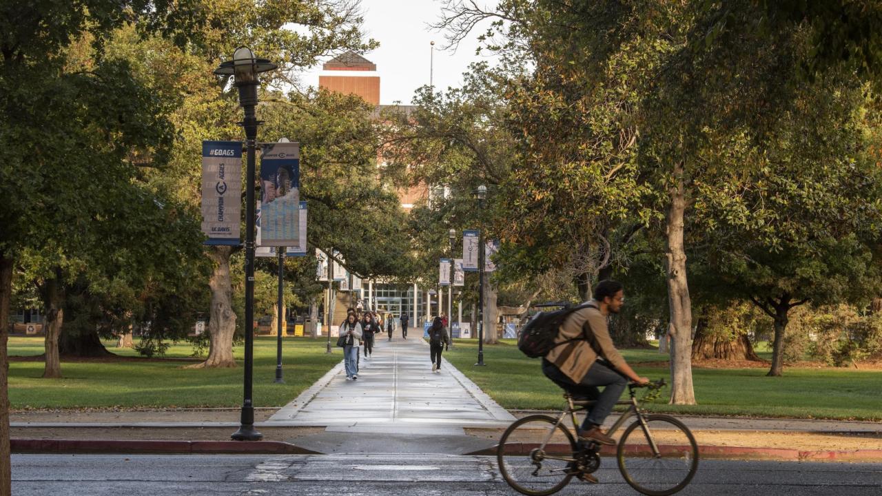 Students walk along the tree-lined quad at UC Davis, with a cyclist in the foreground and campus banners hang from light posts along the path.